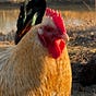 Forevermost Farms's avatar