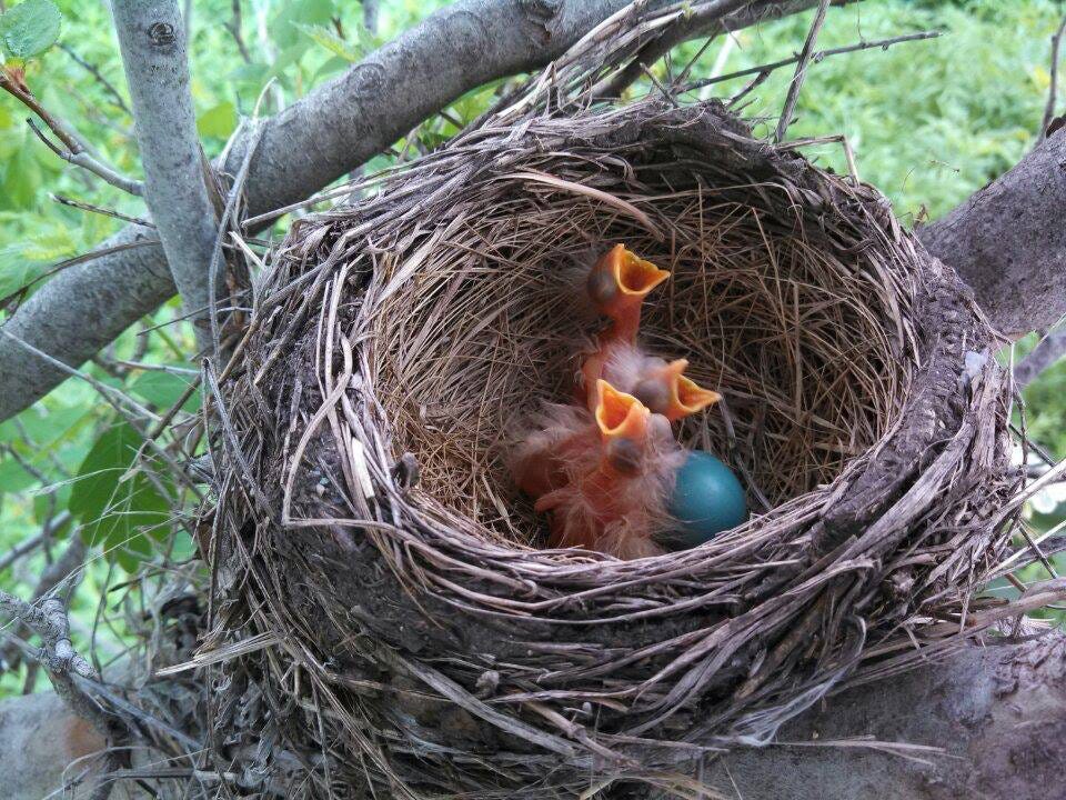 bird sanctuary Archives - Dyck Arboretum