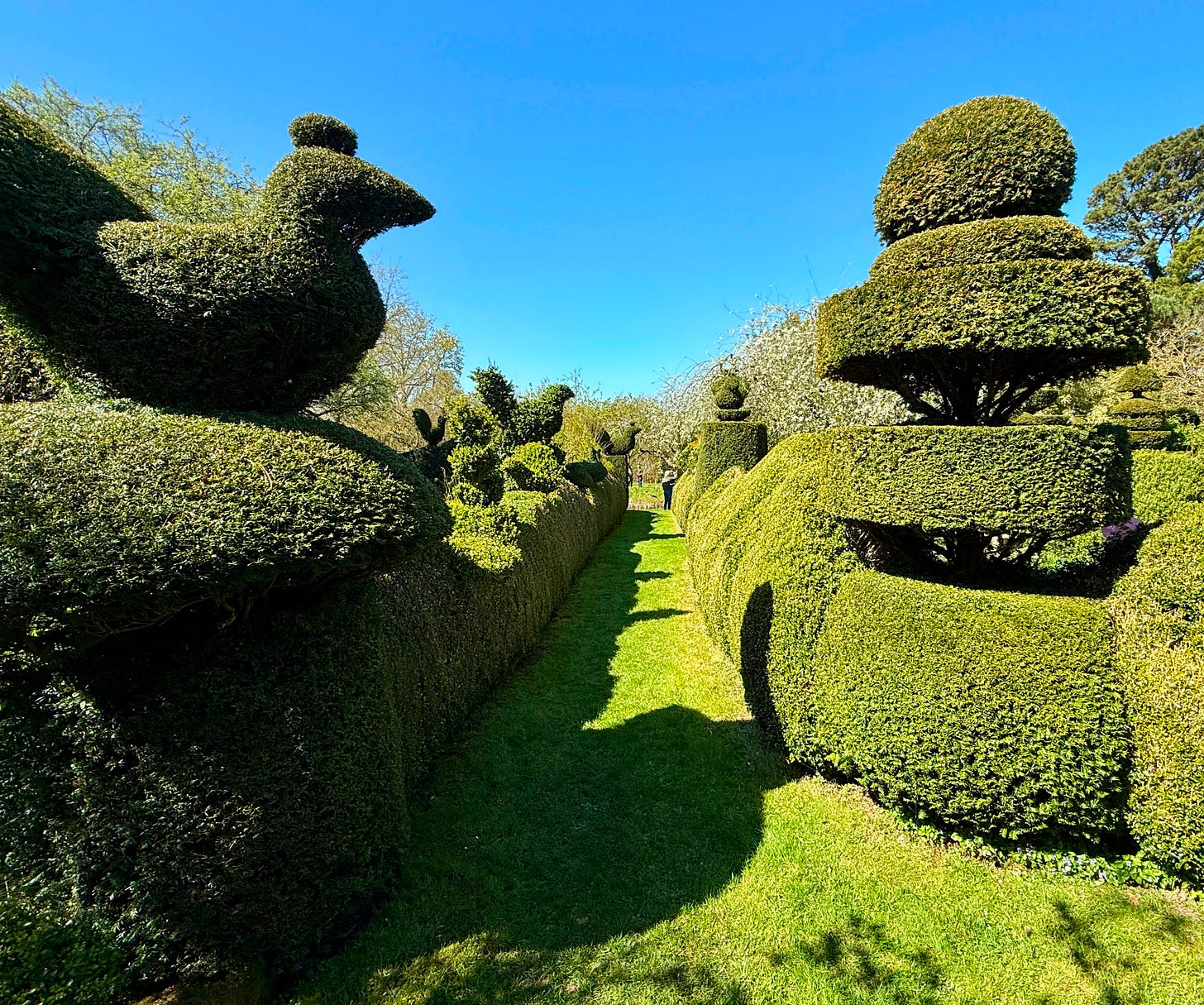 The main Yew Walk at Balmoral Cottage which branches in every direction to untold numbers of walks and circles around the garden. The main Yew Walk at Balmoral Cottage which branches in every direction to untold numbers of walks and circles around the garden.