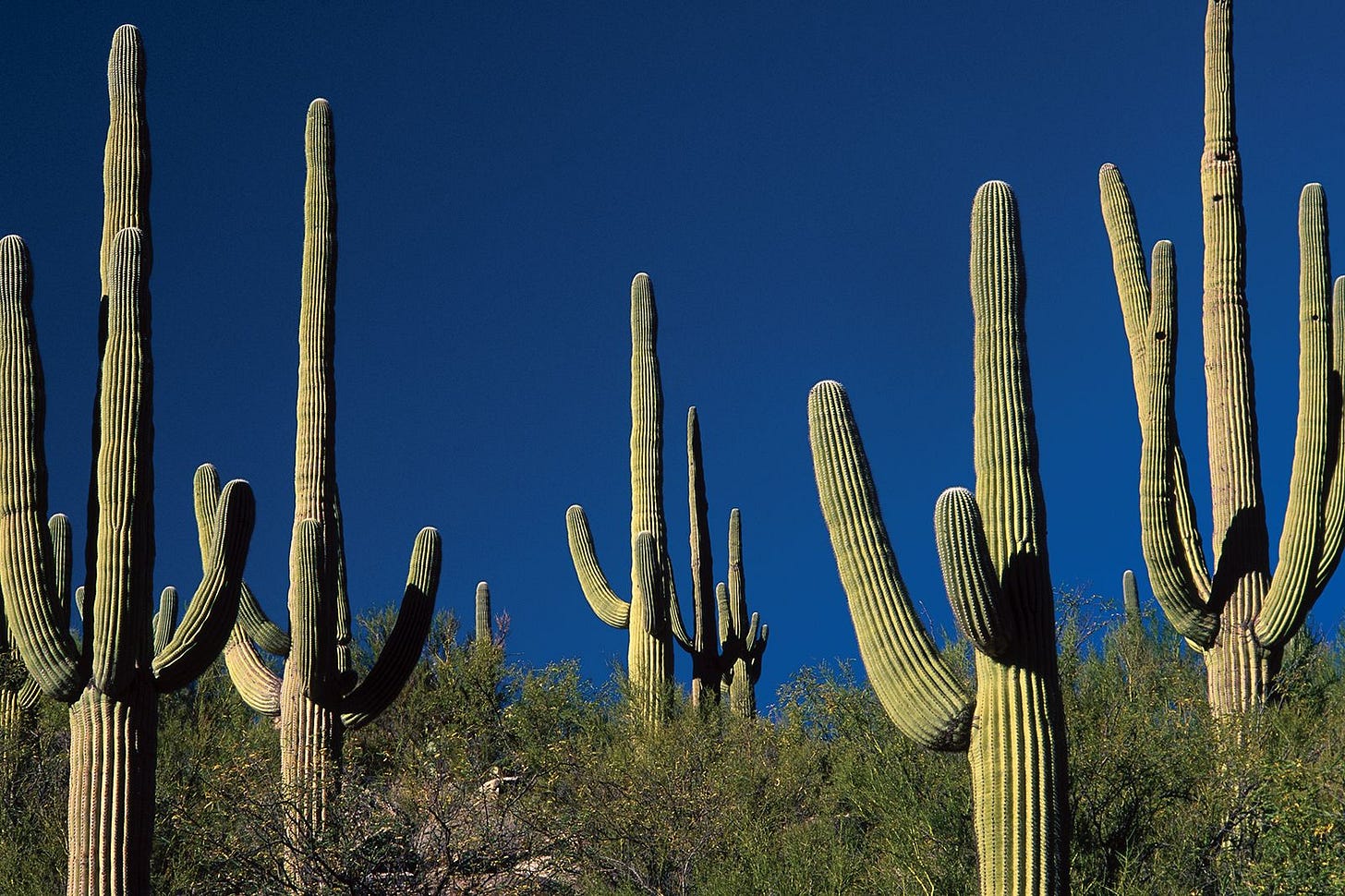 Cactus | Description, Distribution, Family, & Facts | Britannica