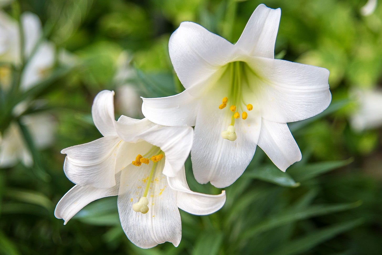 How to Grow and Care for Easter Lilies