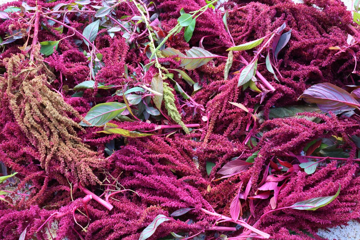 amaranth flowers amaranth flowers