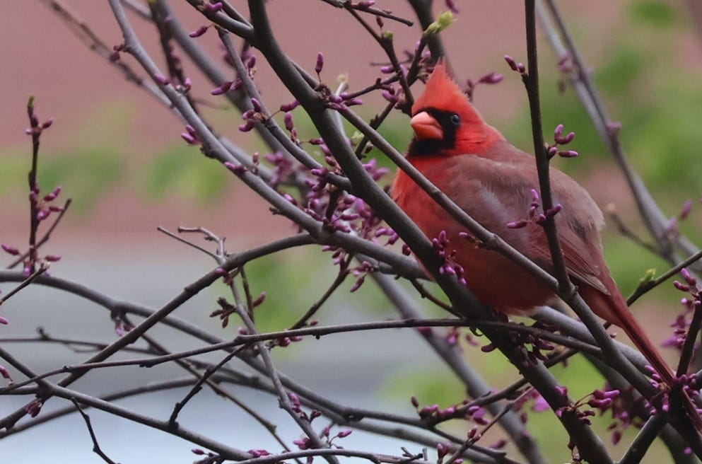 A norther cardinal with bright red feathers and a black mask sits among purple blossoms on a tree in a city park.