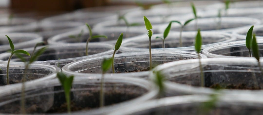 green leafed sprouts