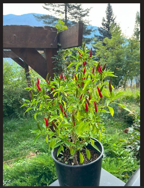 potted Thai pepper plant with many red peppers