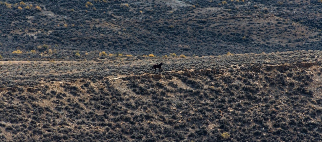 A lone wild horse stands pridefully on the edge of a butte. 