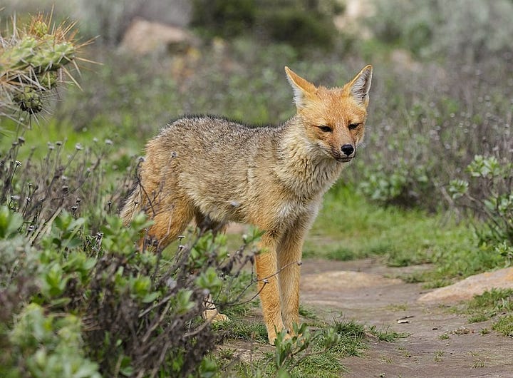 A large, reddish-blonde and black fox, and a bright green hummingbird with a red cap.