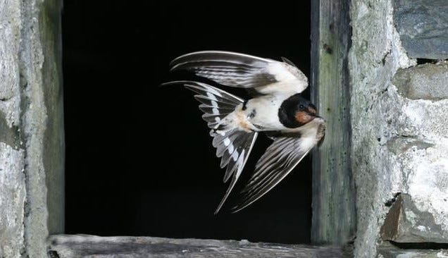 A Single Swallow | That's How The Light Gets In