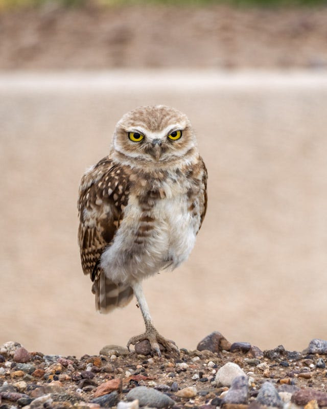 20260721-Marana-786-Edit.jpg 20260721-Marana-786-Edit.jpg