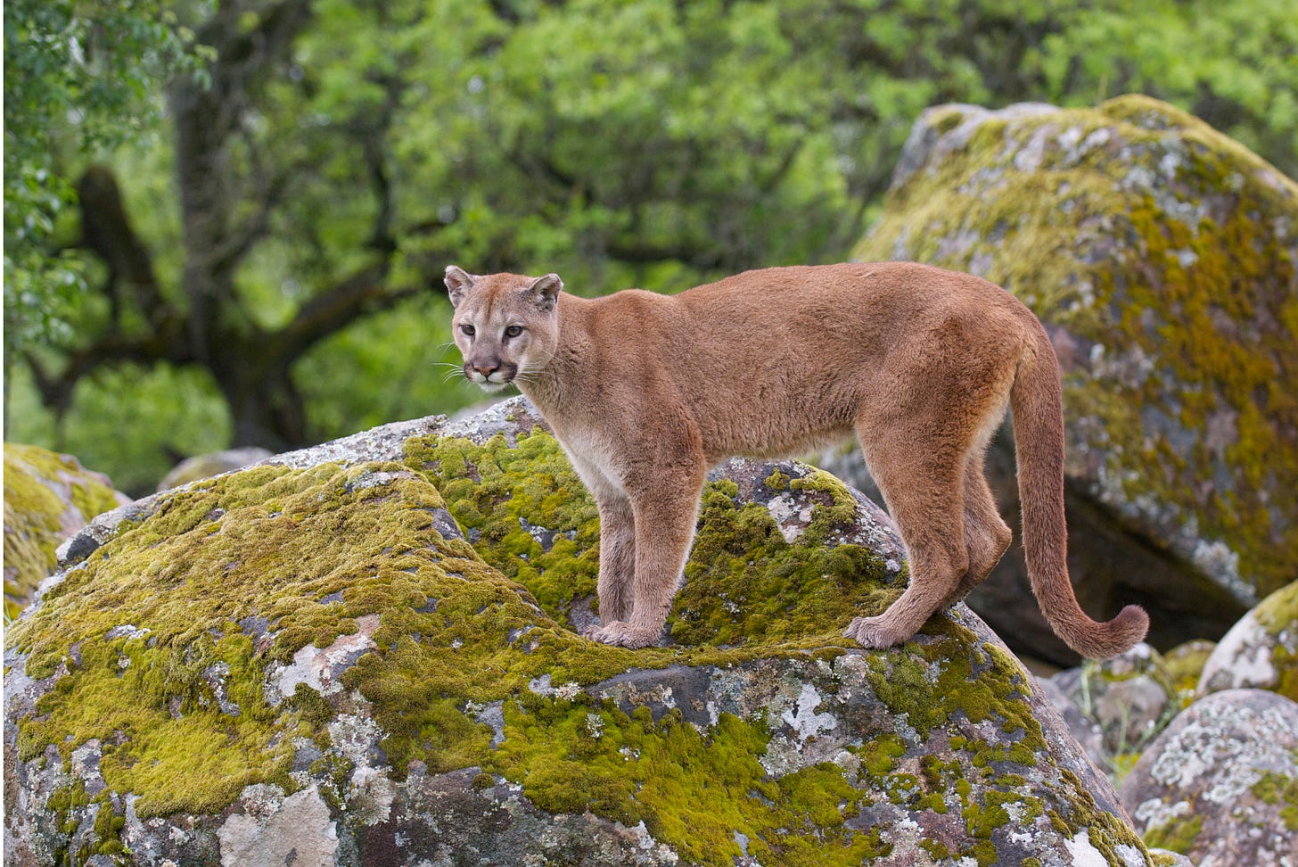 Mountain lion stands atop a mossy rock.