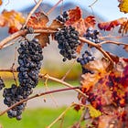 Wine Chronicles: What Aged Wines Reveal