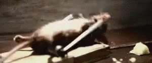 Mouse Lifting Weights GIFs | Tenor