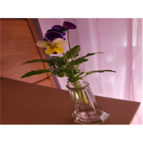 Purple and yellow violas in a small vase. Purple and yellow violas in a small vase.