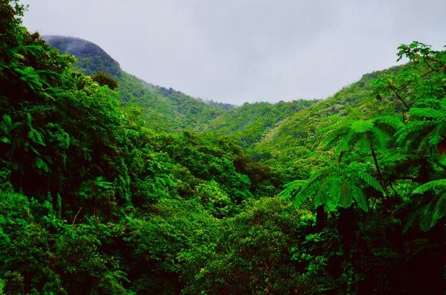 Top destinations in the Caribbean Rainforest in Puerto Rico, the Caribbean