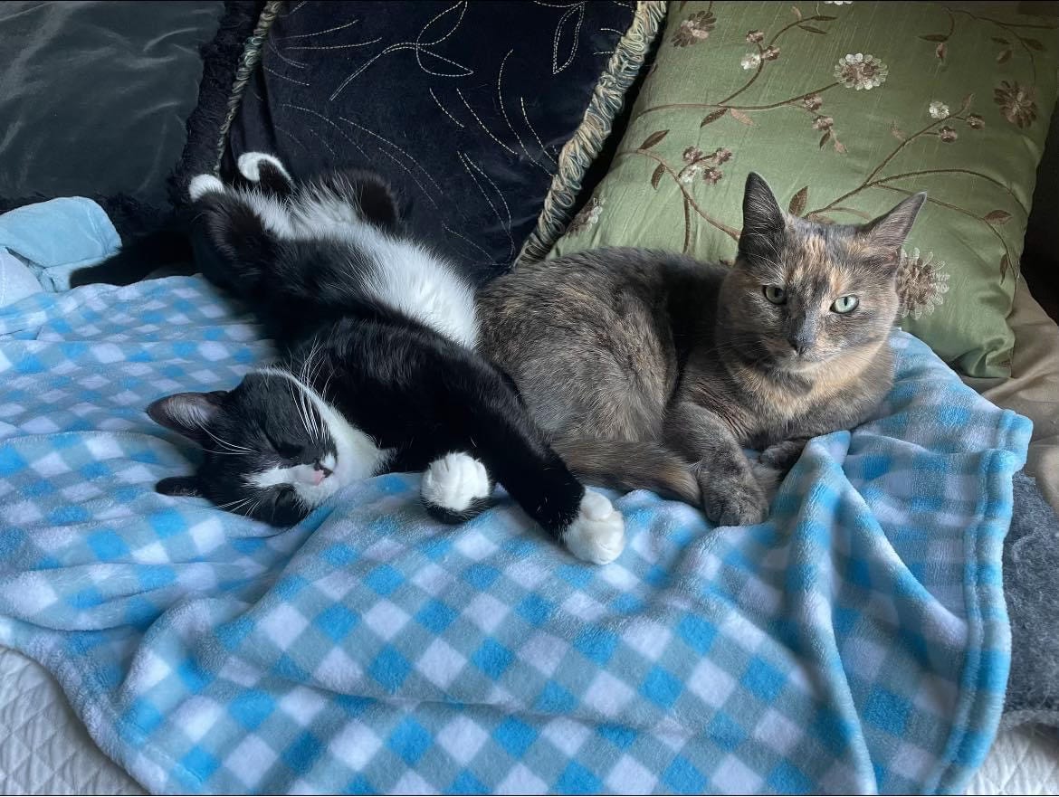 Two cats are side by side on a blue-and-white-checked blanket. The tuxedo cat is stretched out, sleeping with his belly exposed; the dilute tortoiseshell cat is sitting like a loaf with one front paw outstretched, looking directly into the camera.