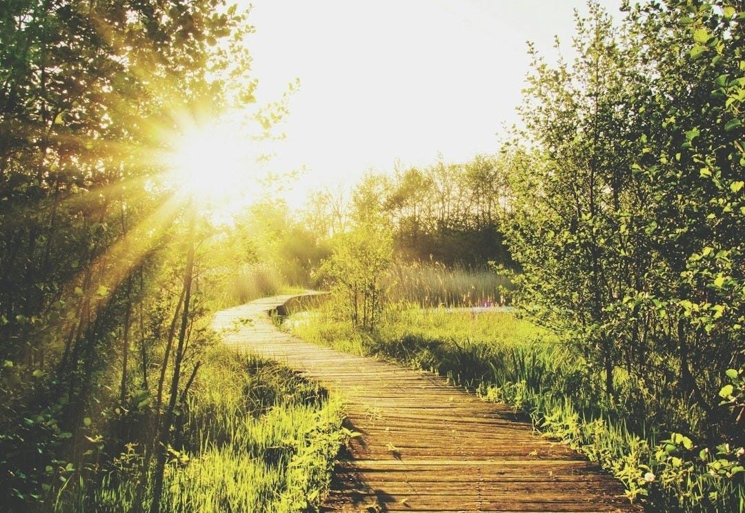 empty wooden pathway in between trees and grass during daytime