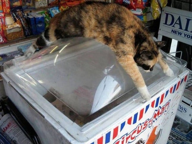 Heat getting to you? Spare a thought for these poor melting cats | Metro News Heat getting to you? Spare a thought for these poor melting cats | Metro News