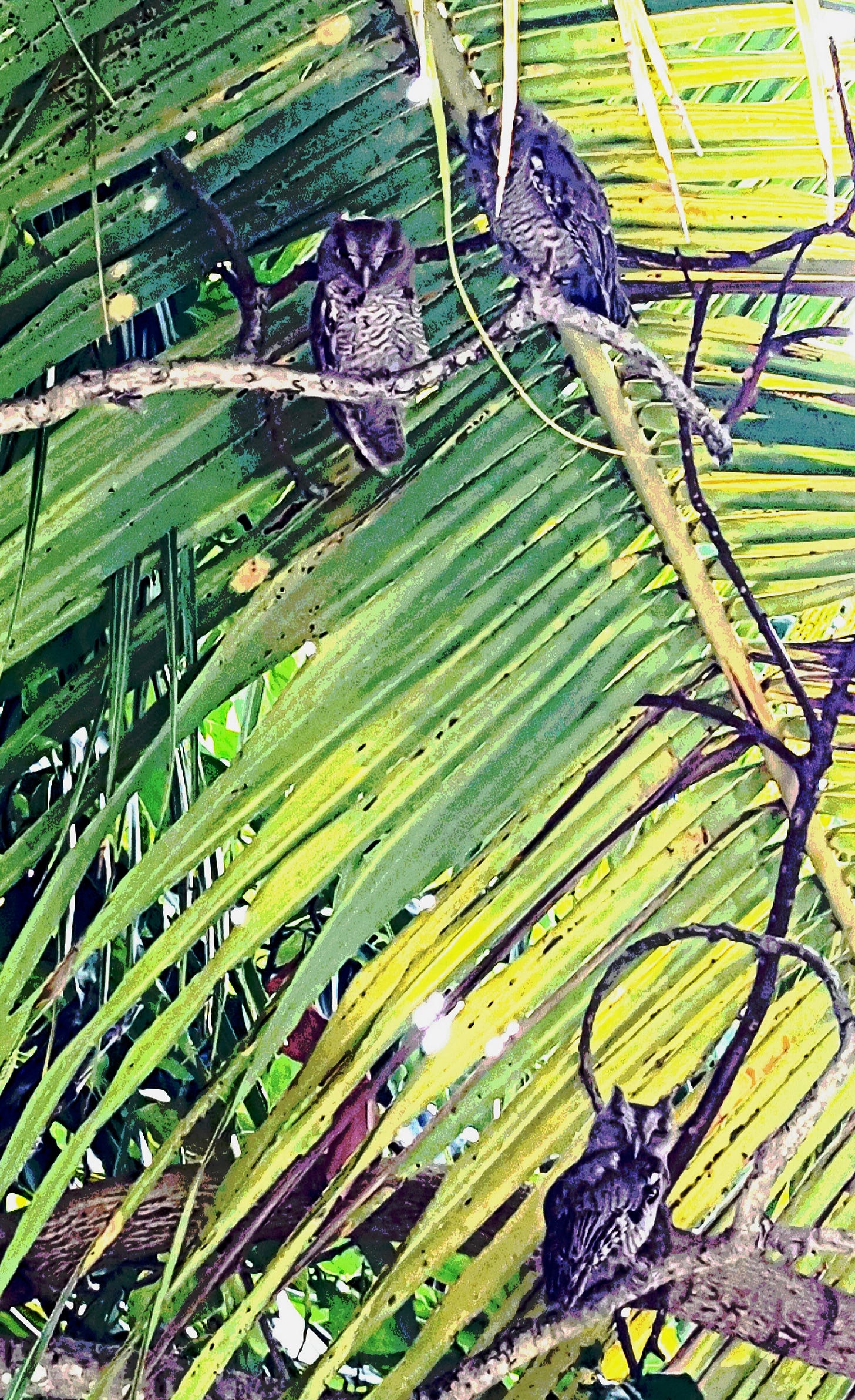 Image of three owls in a tree, under a canopy of palm fronds