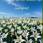 Lírios do Campo's avatar