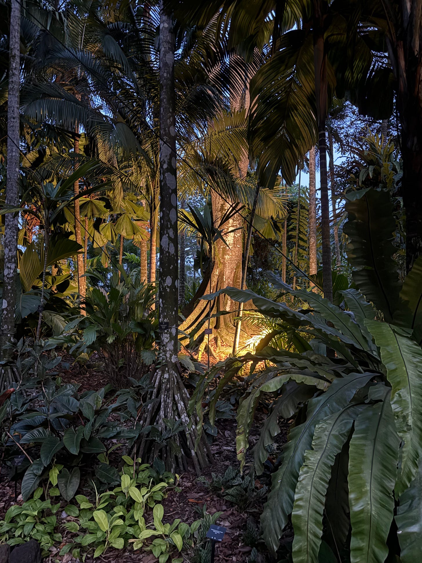 Racines d'arbre éclairées de nuit - Jardin botanique de Singapour Racines d'arbre éclairées de nuit - Jardin botanique de Singapour