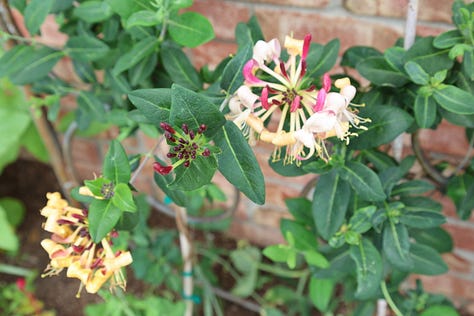 various flowering plants