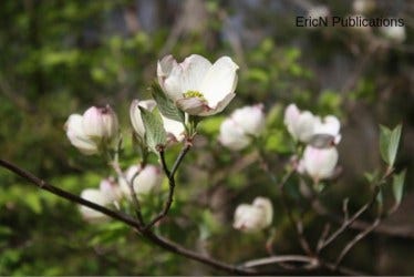 Flowering Dogwood Cluster