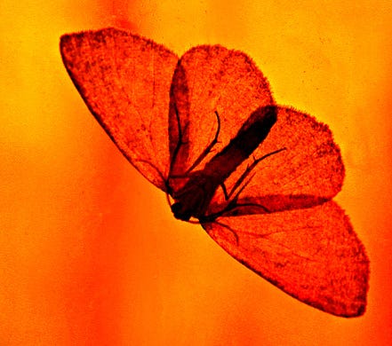 https://media.istockphoto.com/photos/like-a-moth-to-a-flame-picture-id473164728?k=6&m=473164728&s=170667a&w=0&h=Fr8btzyB9oRK3ux6grNDYnDgMW_H7t7s6rYnLC8wpAw=