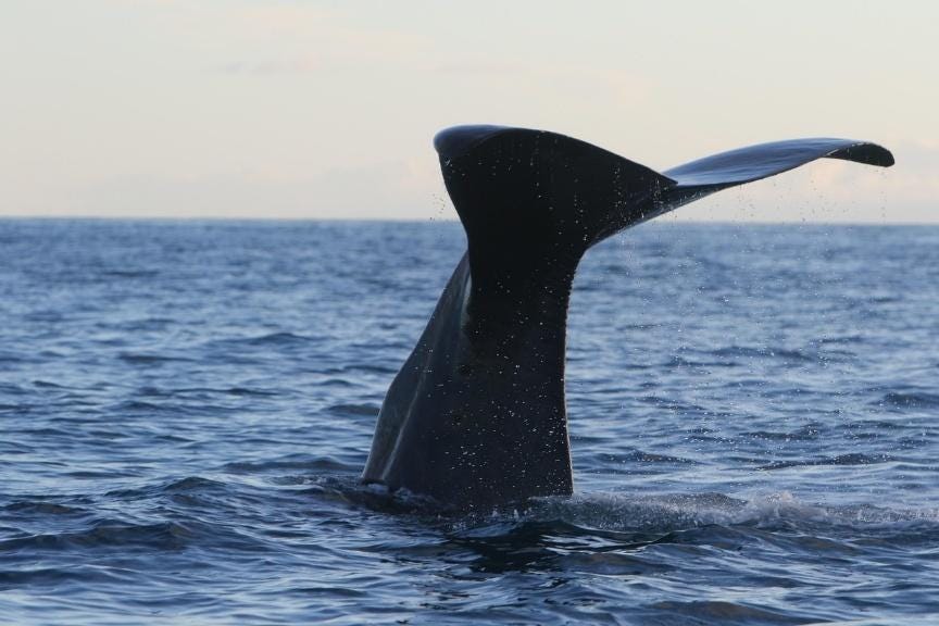 Free Whale Sperm Whale photo and picture