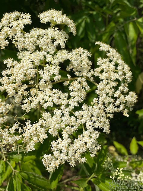 Sambucus nigra, elderberry at weedom. 