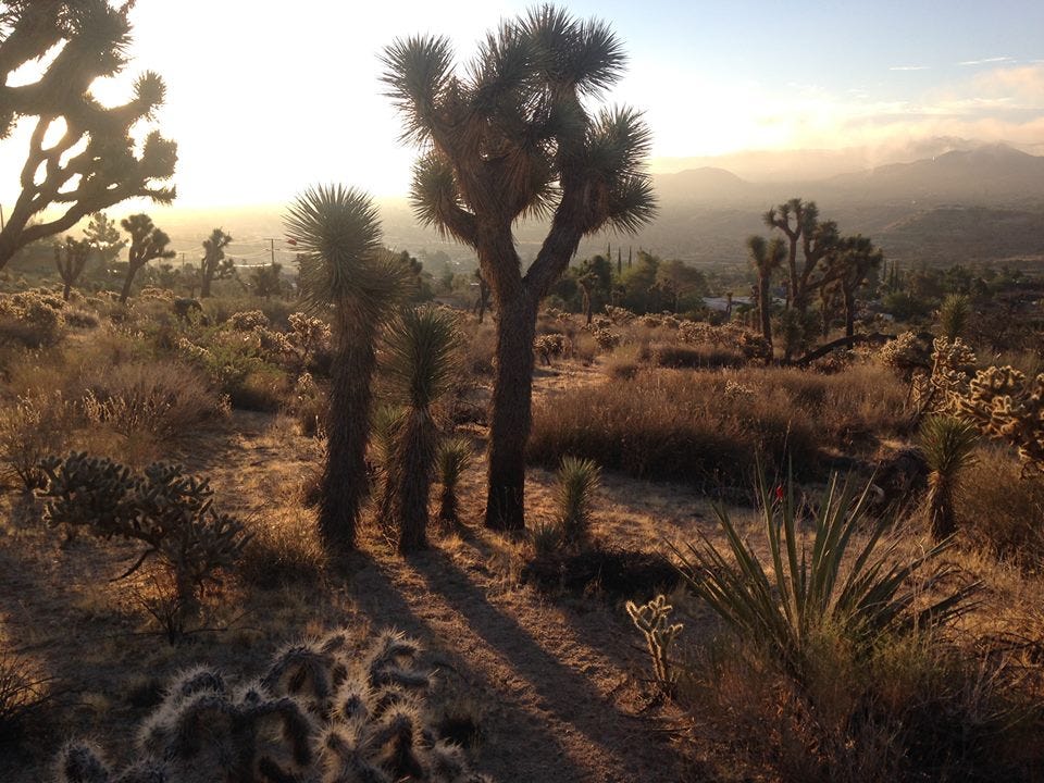 group of joshua trees at dawn with their shadows coming towards the viewer