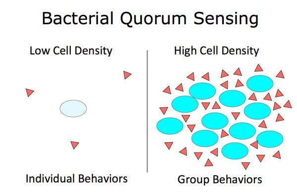 Bacterial Quorum Sensing
