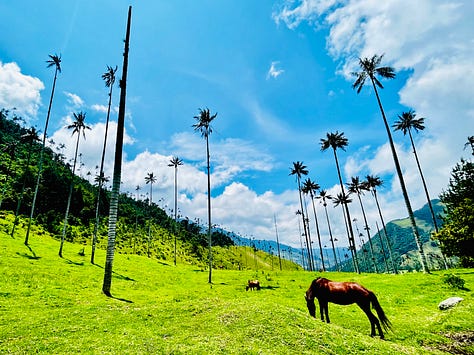 Cocora Valley