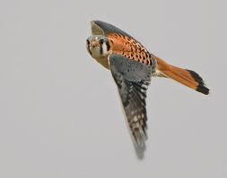 A bird flying in the sky

Description automatically generated