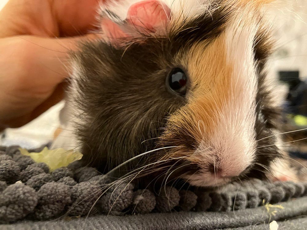 My pig’s cute face.