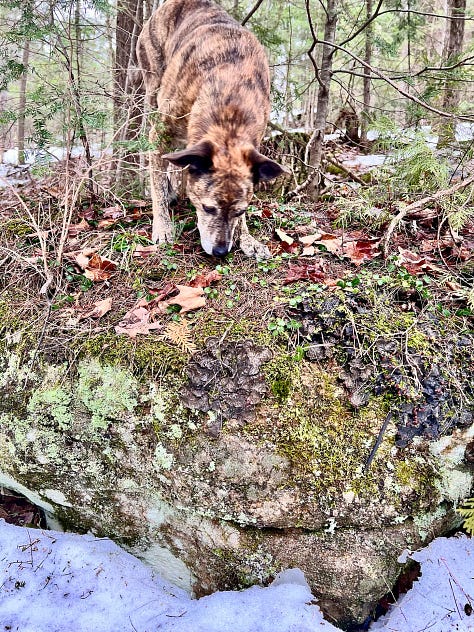 Green moss against white snow; a brown dog sniffing moss; green strawberry leaves against dark stump.