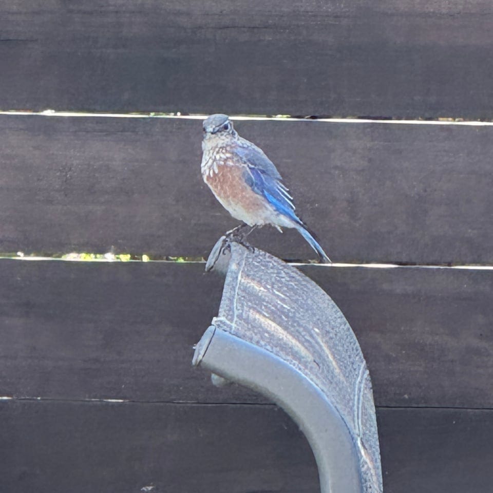 A bluebird sitting on the chair in front of me