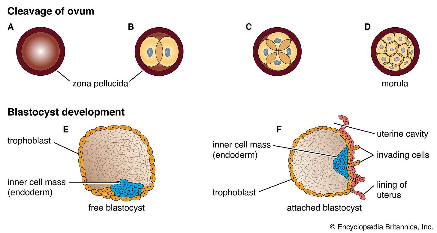 Blastula | Embryonic Development, Cell Division ... Blastula | Embryonic Development, Cell Division ...