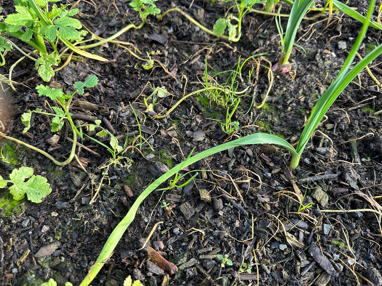 Garlic planted October, mustard sown at the same time as cover crop is dying from November -4C frost Garlic planted October, mustard sown at the same time as cover crop is dying from November -4C frost