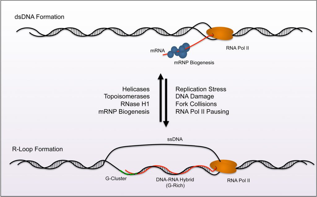 R-loops: formation, function, and relevance to cell stress