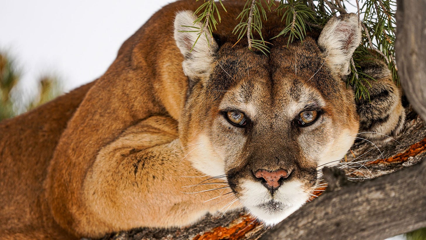 NRA Women | What's the Difference: Mountain Lion, Cougar and Panther