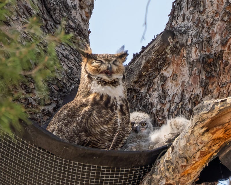 20260331-TucsonOwl-8-Edit.jpg