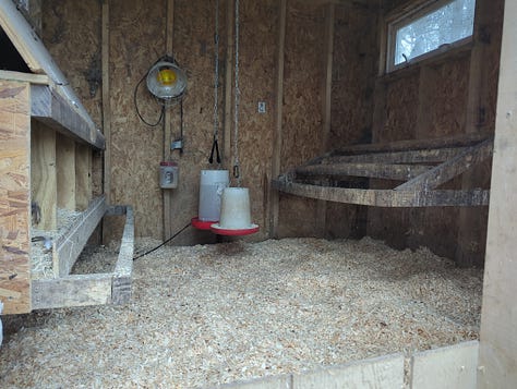 Chicken coop management, Trout lily, new pigs and lambs