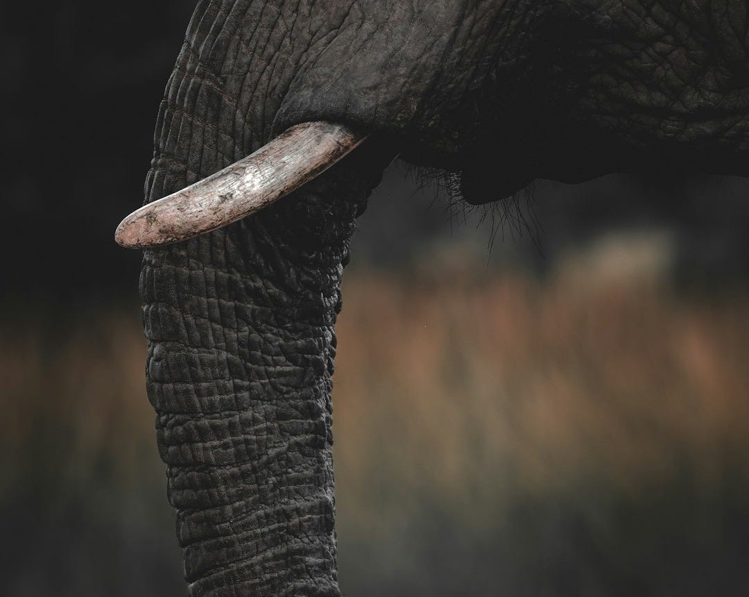 Close-up of an elephant's trunk and tusk