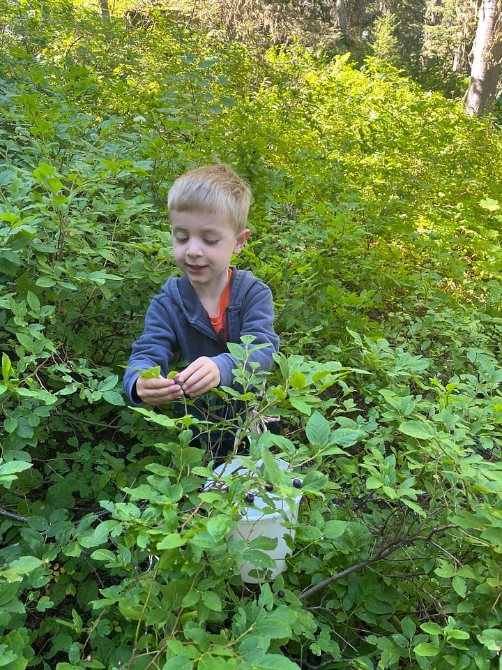 father with daughters wearing bandannas, boy picking huckleberries