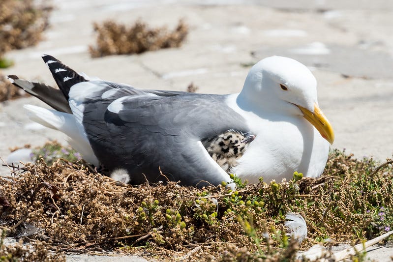 A Western gull, grey and white with black tail, with a speckled chick nestled under her wing.