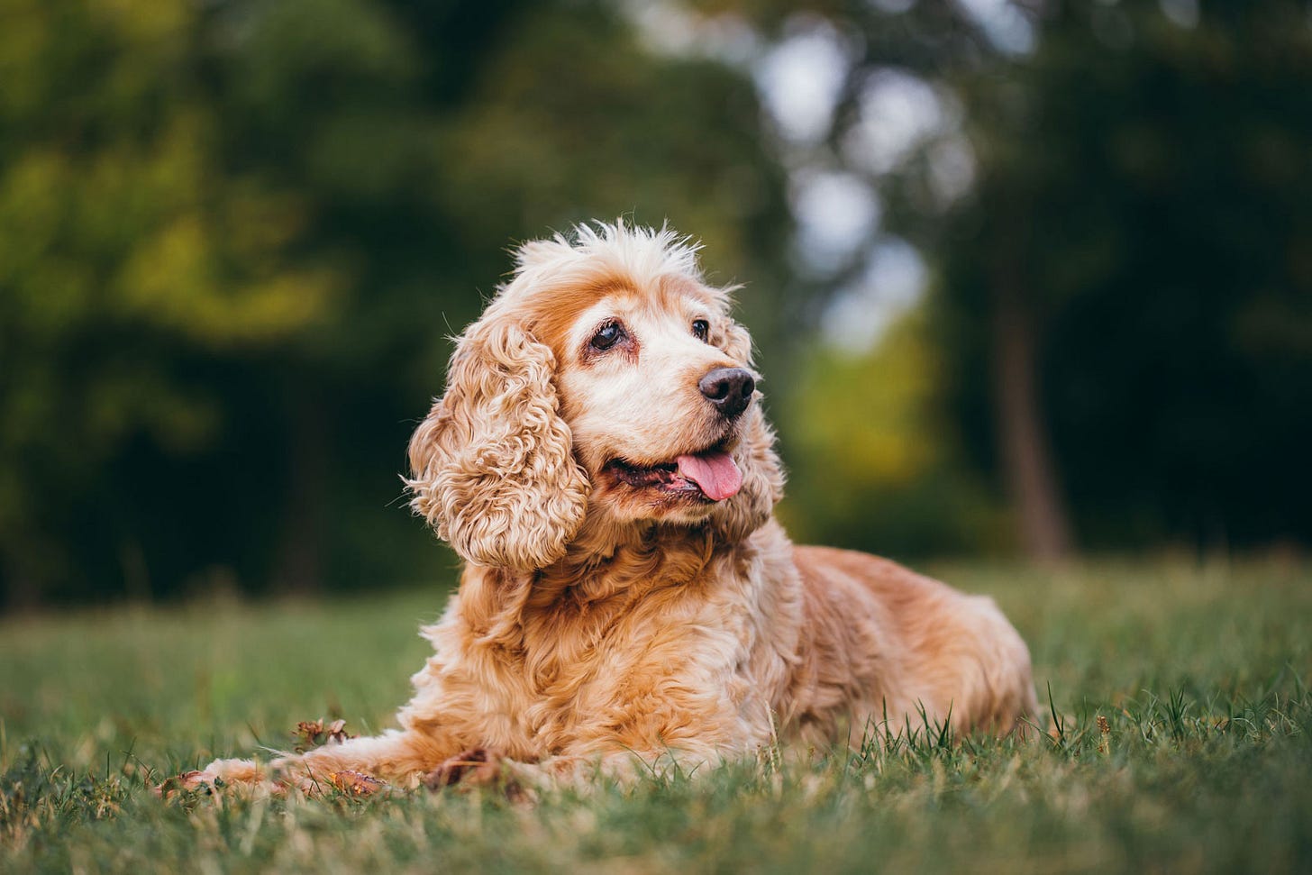 A senior cocker spaniel lies outside on the grass