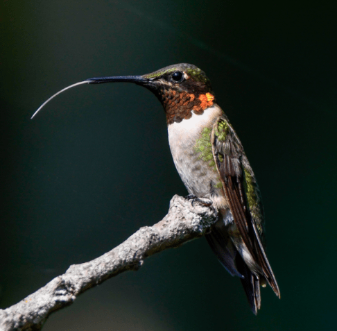 アメリカ80年代 Andrea 幸せを運ぶ鳥ノド赤ハチドリ親子愛・美・知性の象徴 America's Hummingbirds - by Robert Francis - Bird History