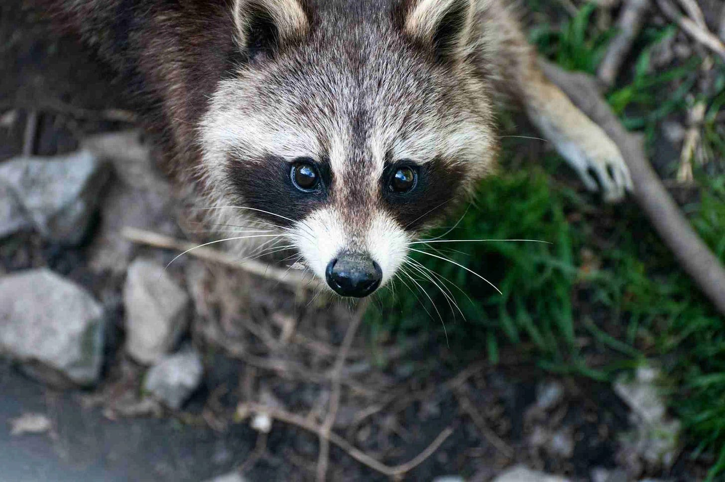 Raccoon looking up at the camera with pleading eyes Raccoon looking up at the camera with pleading eyes