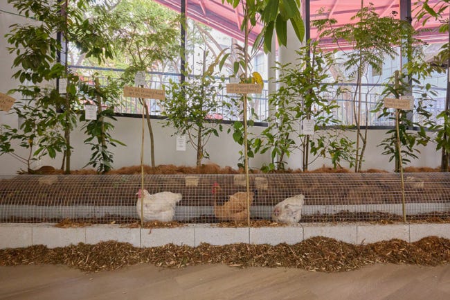 Des poulets vaquent à leurs occupations dans un couloir grillagé, entre deux plantes vertes, dans un pavillon design dela semaine du design de Singapour