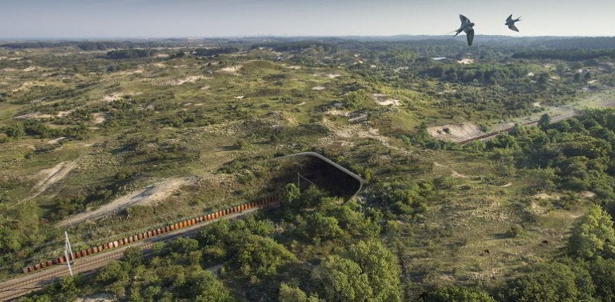Wildlife Crossings: India to Get ‘Animal Bridges’ on Delhi-Mumbai Highway